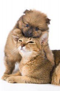 cute dog & cat